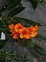 Rhodo Popcorn1